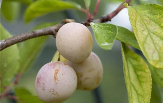 Prunus domestica \'Emmi