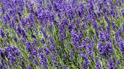 Lavandula angustifolia