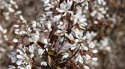 Amelanchier lamarckii