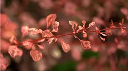 Berberis thunbergii 'Rose Glow'