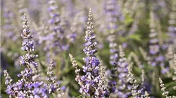 Vitex agnus-castus f. latifolia