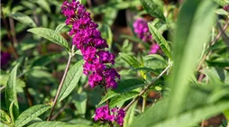 Buddleja davidii, pink