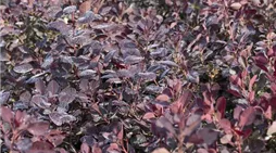 Cotinus coggygria 'Royal Purple'