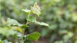 Corylus colurna