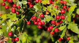 Crataegus monogyna