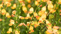 Cytisus scoparius 'Apricot Gem'