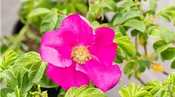 Rosa rugosa 'Rubra'